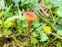 Ridderzwammen [Tricholomataceae]